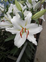 [1830 IceDancer No01.JPG]